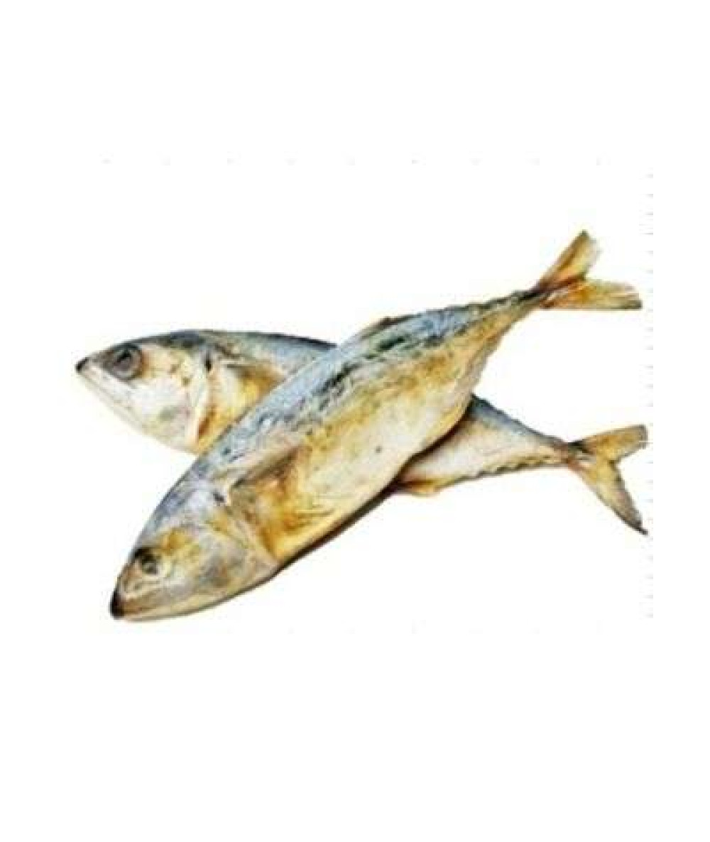 IKAN MASIN KEMBUNG